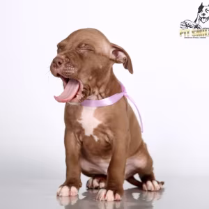 American Pit Bull Terrier puppies, 9 weeks old, San Diego (California)