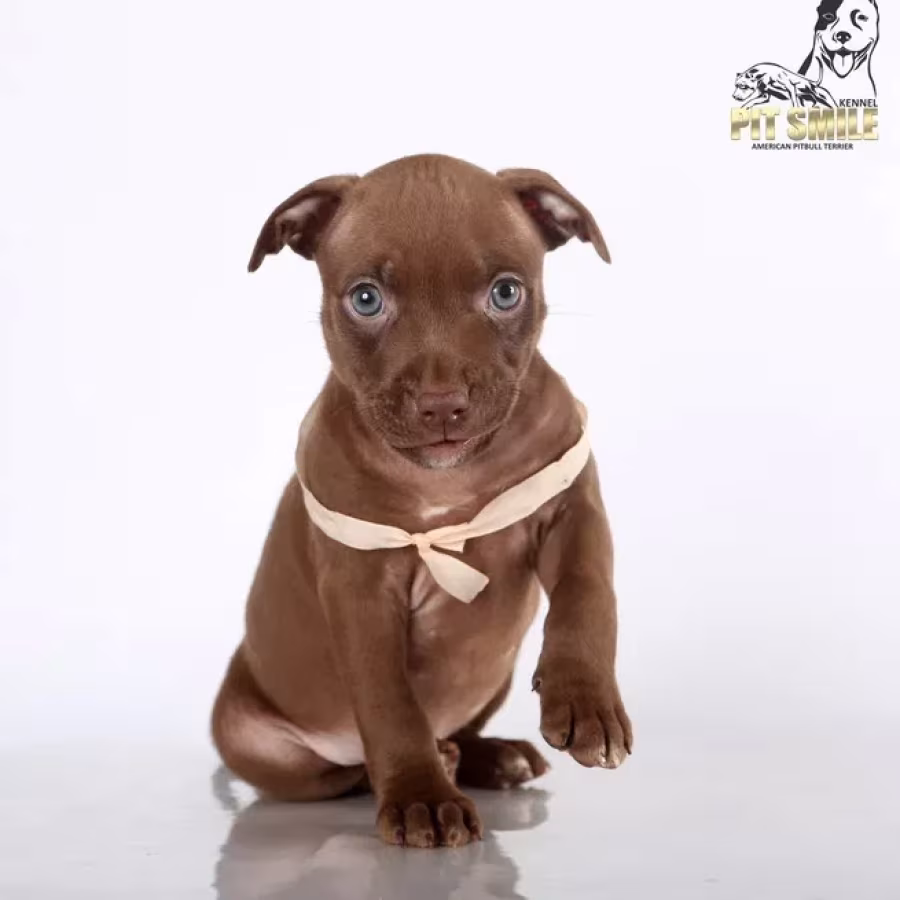 American Pit Bull Terrier puppies, 9 weeks old, San Diego (California)
