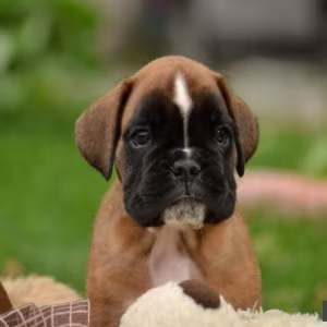 Boxer Puppies, 7 weeks old, Fargo, South Dakota