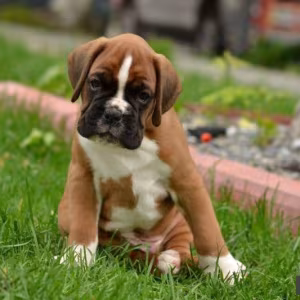 Boxer Puppies, 7 weeks old, Fargo, South Dakota