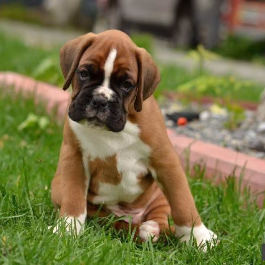 Boxer Puppies, 7 weeks old, Fargo, South Dakota