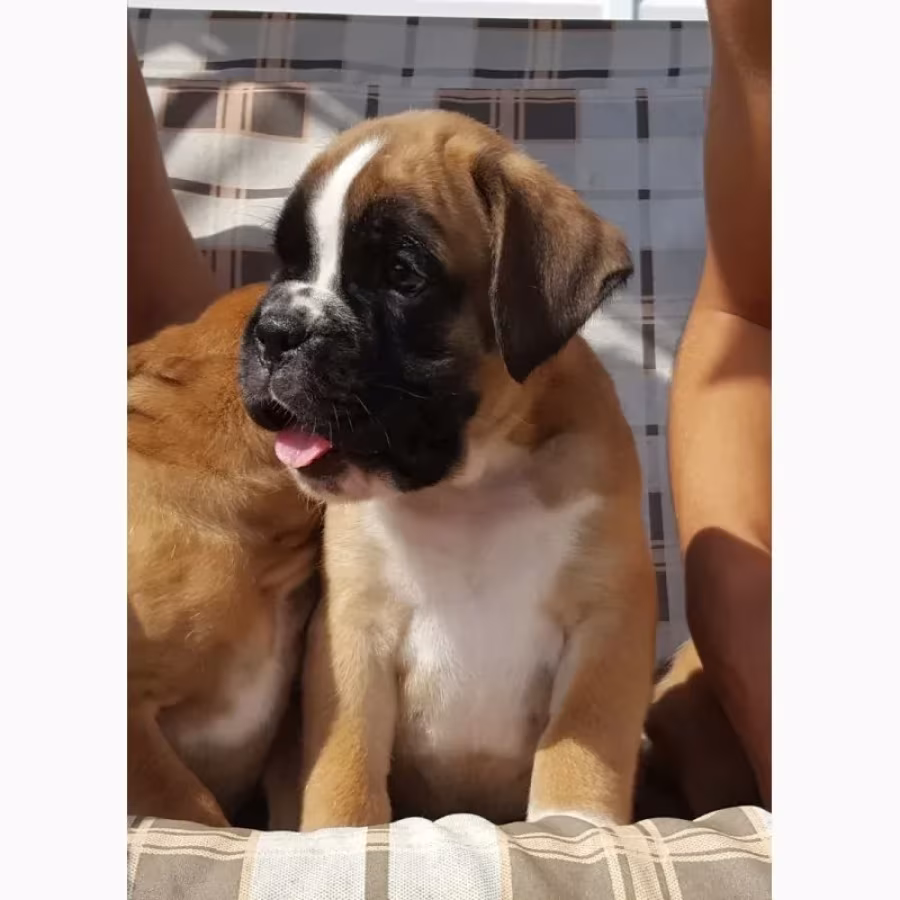 Boxer Puppies, 7 weeks old, Fargo, South Dakota