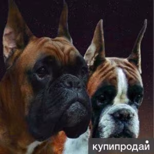 Boxer Puppies, 7 weeks old, Fargo, South Dakota