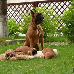 Boxer Puppies, 7 weeks old, Fargo, South Dakota