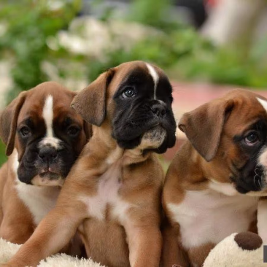 Boxer Puppies, 7 weeks old, Fargo, South Dakota