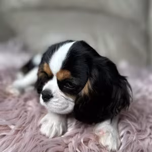 Cavalier King Charles Spaniel puppies, 7 weeks old, Lockwood (Misso...