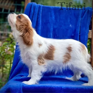 Female Cavalier King Charles Spaniel puppies, 12 weeks old, girl, N...