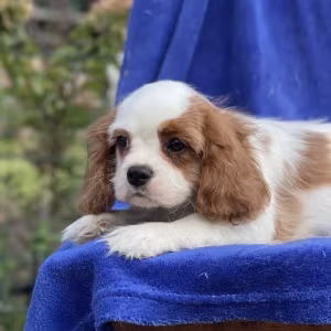 Female Cavalier King Charles Spaniel puppies, 12 weeks old, girl, N...