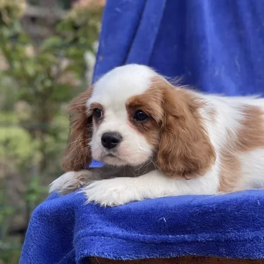 Female Cavalier King Charles Spaniel puppies, 12 weeks old, girl, N...