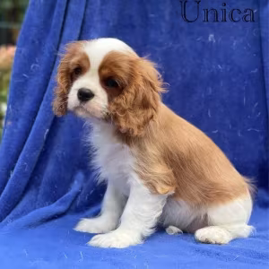 Female Cavalier King Charles Spaniel puppies, 12 weeks old, girl, N...