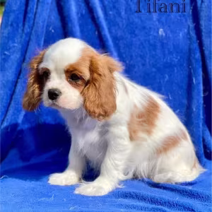Female Cavalier King Charles Spaniel puppies, 12 weeks old, girl, N...