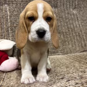 Beagle puppy, 3 months old, Rocky
