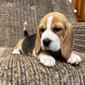 Beagle puppy, 3 months old, Rocky
