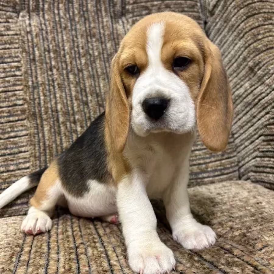 Beagle puppy, 3 months old, Rocky
