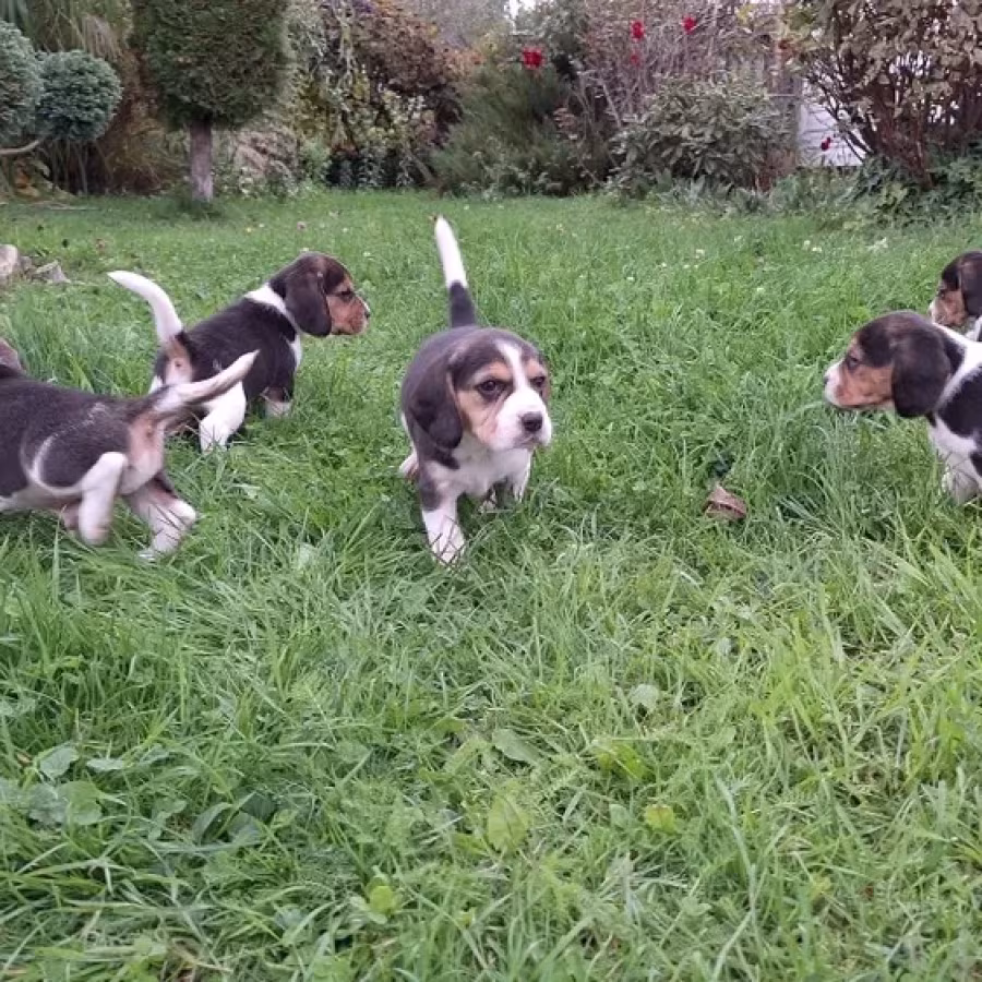 Beagle Puppies, 5 weeks old, Dallas (Texas)