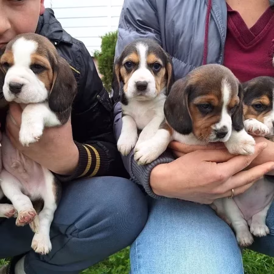 Beagle Puppies, 5 weeks old, Dallas (Texas)