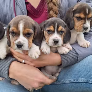 Beagle Puppies, 5 weeks old, Dallas (Texas)