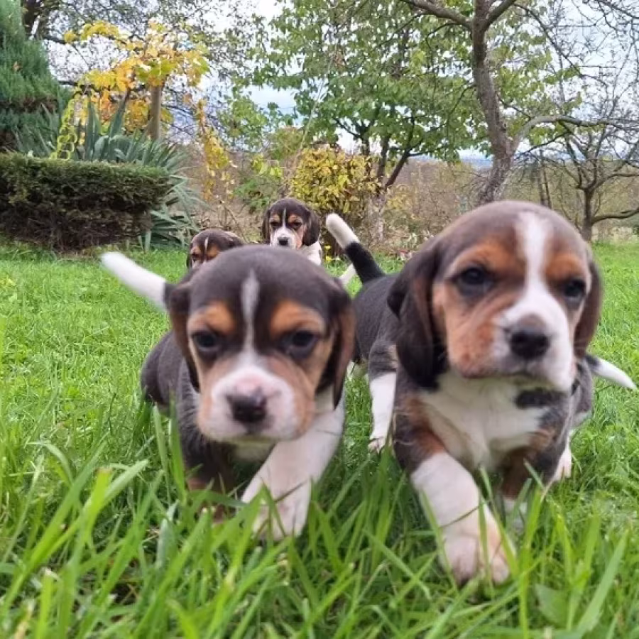 Beagle Puppies, 5 weeks old, Dallas (Texas)