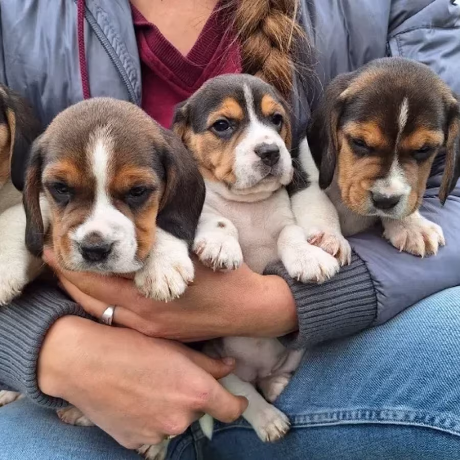Beagle Puppies, 5 weeks old, Dallas (Texas)
