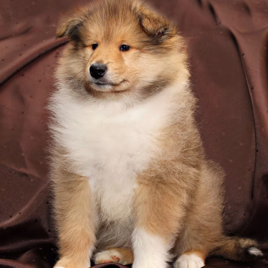 Collie puppies, 6 weeks old, Atlanta (Georgia)