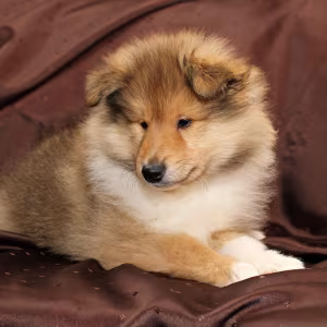 Collie puppies, 6 weeks old, Atlanta (Georgia)