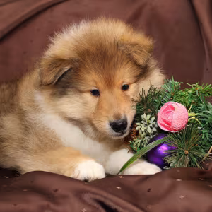 Collie puppies, 6 weeks old, Atlanta (Georgia)