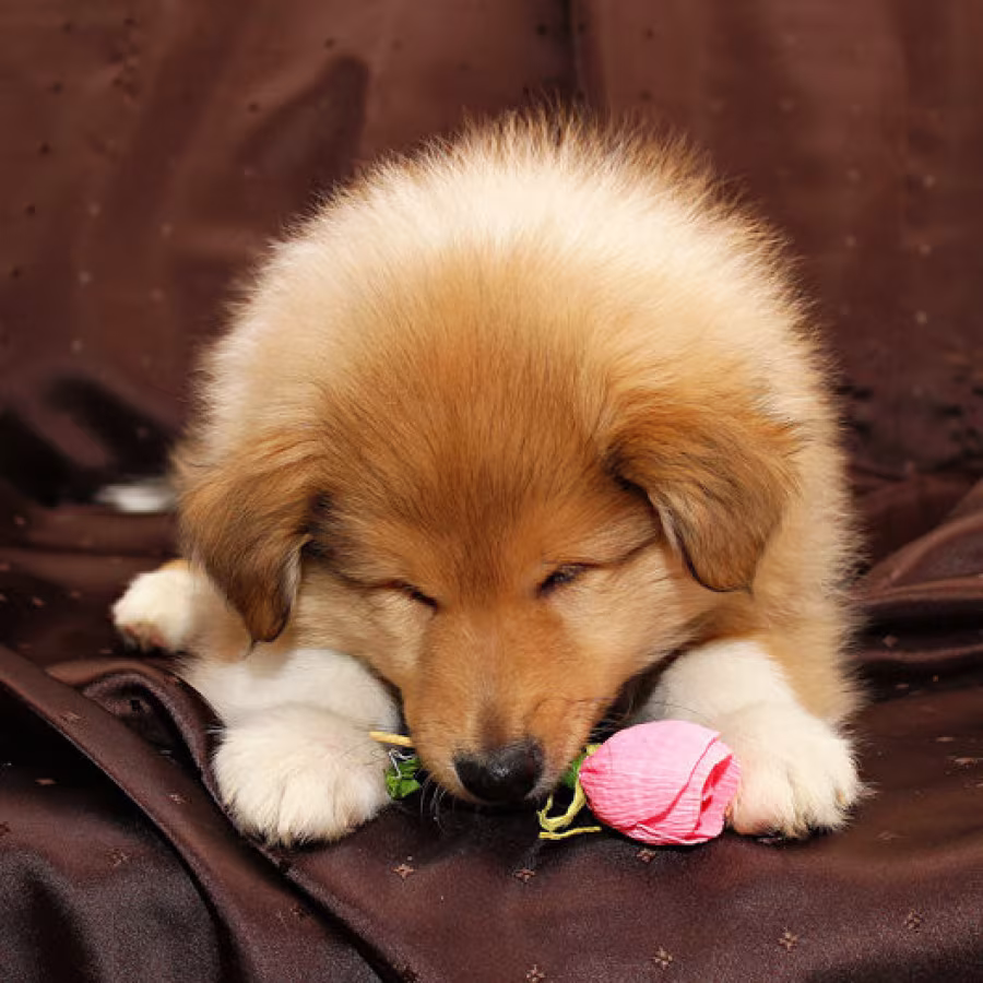 Collie puppies, 6 weeks old, Atlanta (Georgia)
