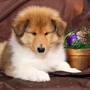 Collie puppies, 6 weeks old, Atlanta (Georgia)