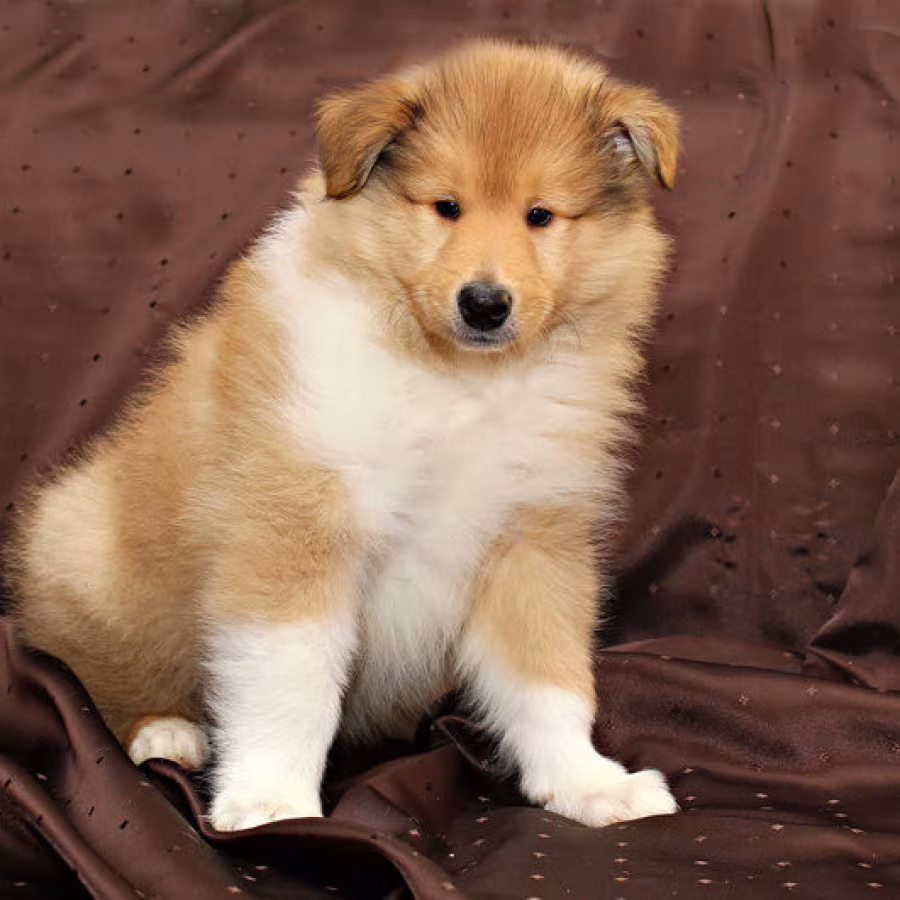 Collie puppies, 6 weeks old, Atlanta (Georgia)