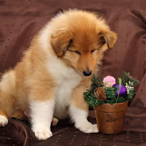 Collie puppies, 6 weeks old, Atlanta (Georgia)