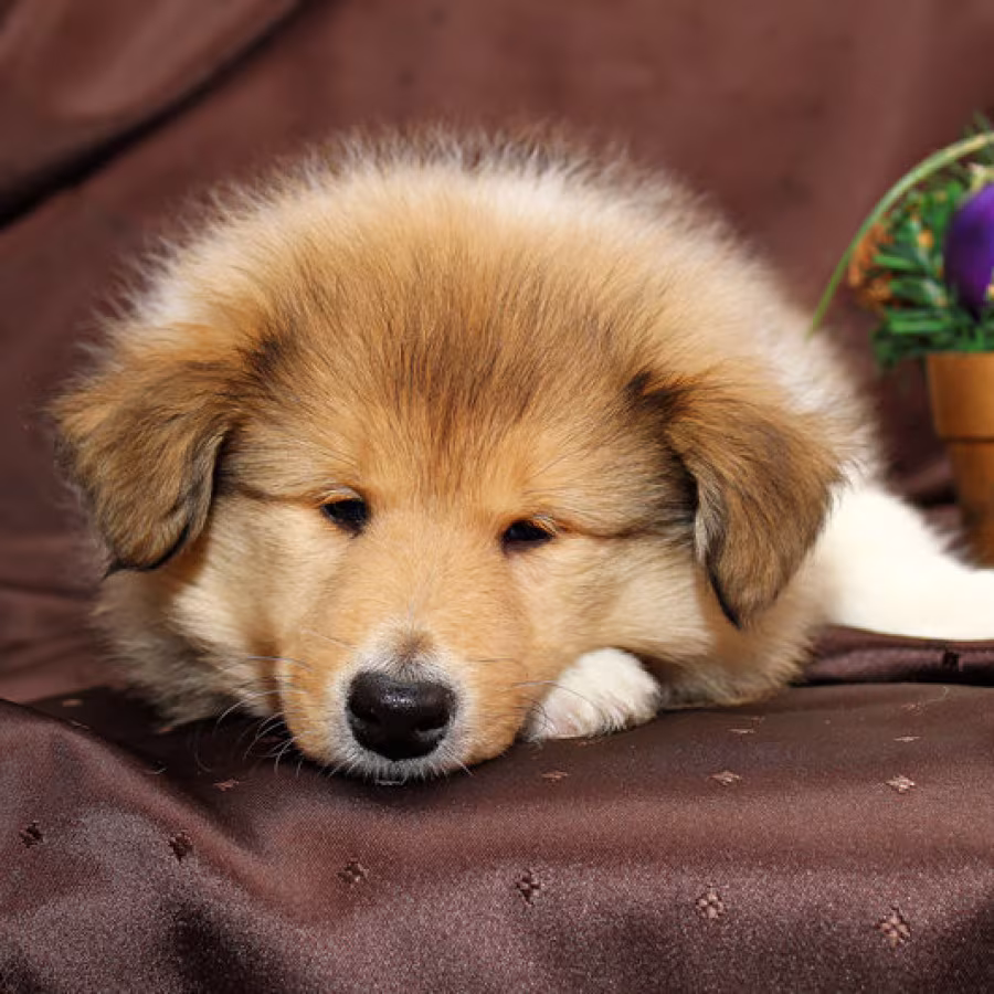 Collie puppies, 6 weeks old, Atlanta (Georgia)