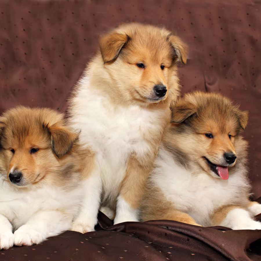 Collie puppies, 6 weeks old, Atlanta (Georgia)