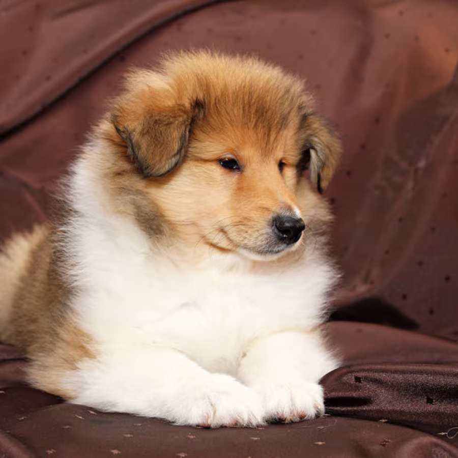 Collie puppies, 6 weeks old, Atlanta (Georgia)