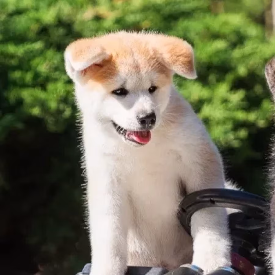 Akita puppies, Portland (Oregon)