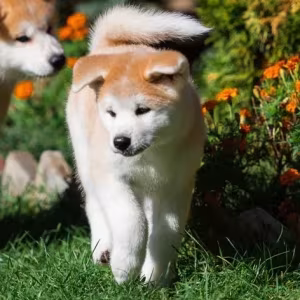 Akita puppies, Portland (Oregon)