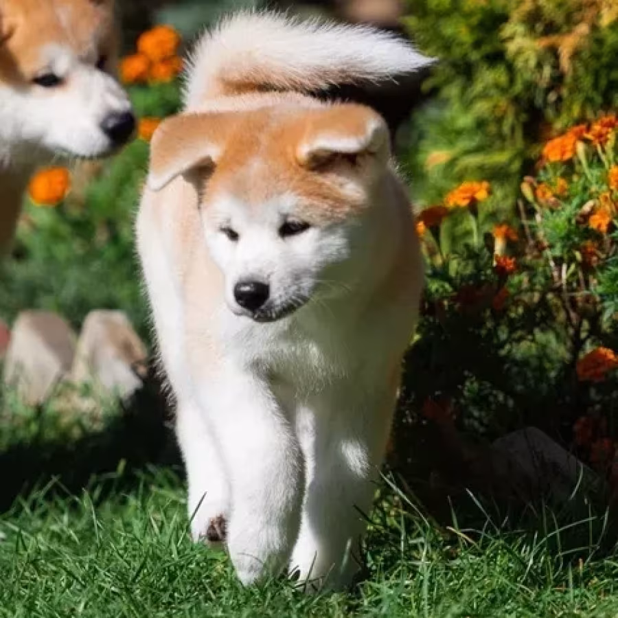 Akita puppies, Portland (Oregon)