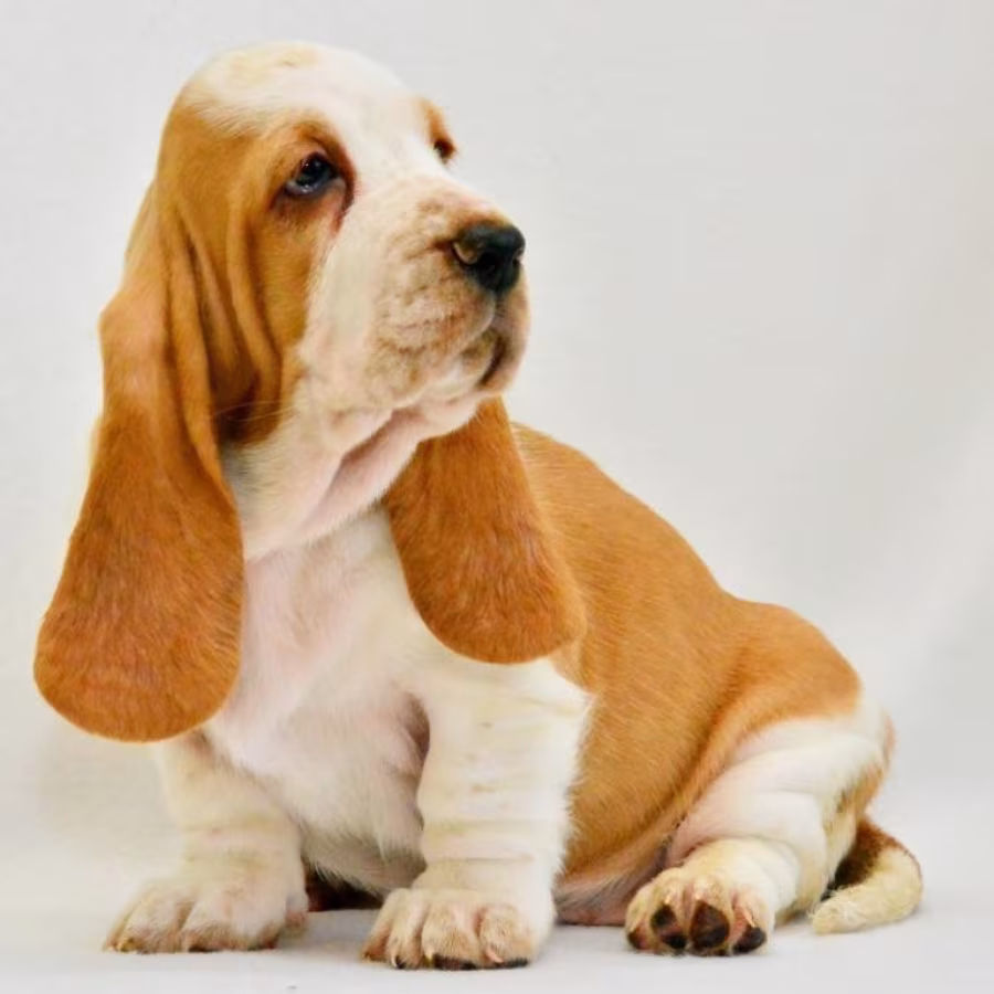 Basset Hound puppies, 8 weeks old, Brooklyn (New York)