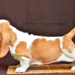 Basset Hound puppies, 8 weeks old, Brooklyn (New York)