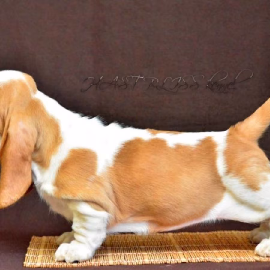 Basset Hound puppies, 8 weeks old, Brooklyn (New York)
