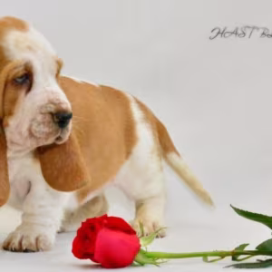 Basset Hound puppies, 8 weeks old, Brooklyn (New York)