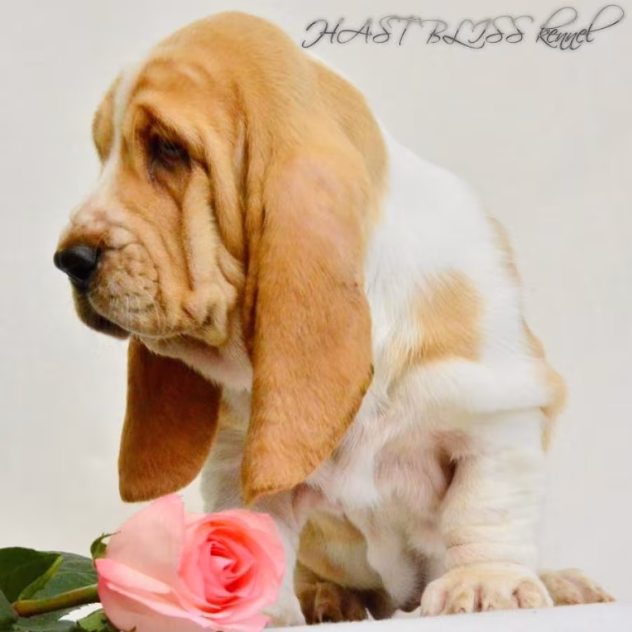 Basset Hound puppies, 8 weeks old, Brooklyn (New York)