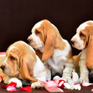 Basset Hound puppies, 8 weeks old, Brooklyn (New York)