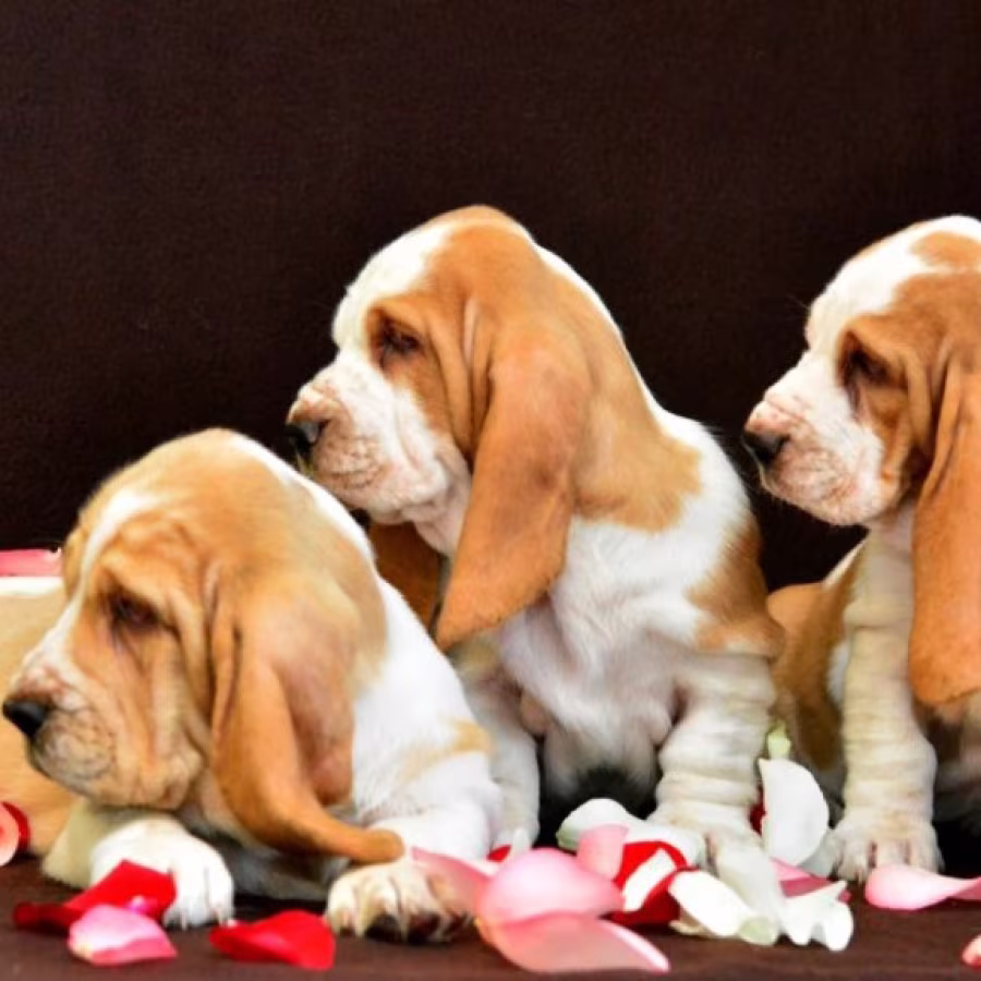 Basset Hound puppies, 8 weeks old, Brooklyn (New York)