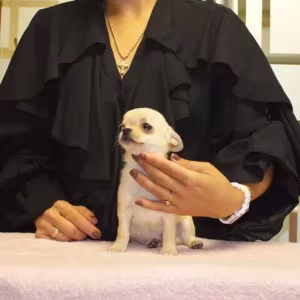 Male Chihuahua, 2 months old, Jacksonville, Florida