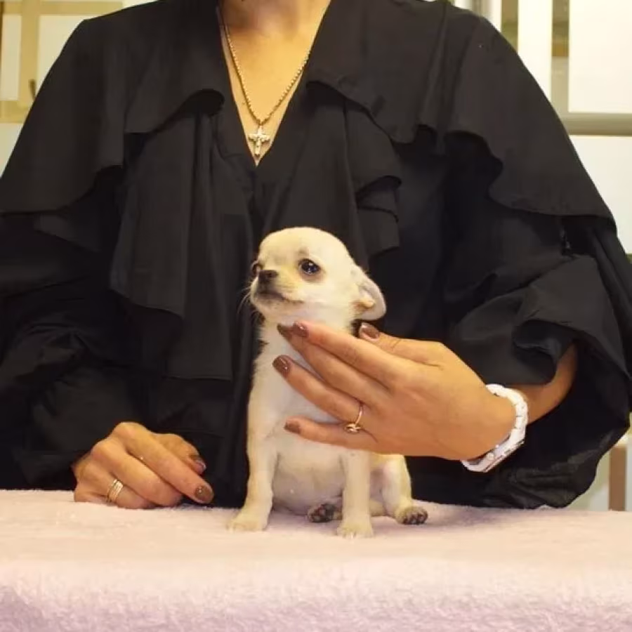 Male Chihuahua, 2 months old, Jacksonville, Florida