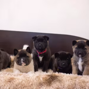 Akita puppies, 9 weeks old, Dallas (Texas)