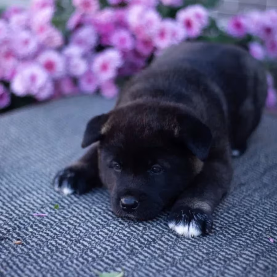 Akita puppies, 9 weeks old, Dallas (Texas)