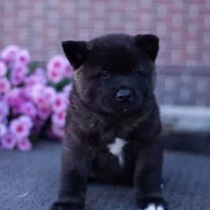 Akita puppies, 9 weeks old, Dallas (Texas)
