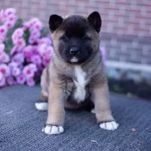 Akita puppies, 9 weeks old, Dallas (Texas)