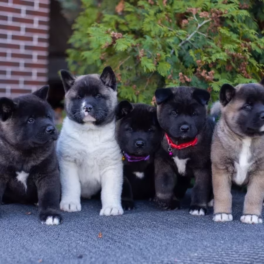 Akita puppies, 9 weeks old, Dallas (Texas)